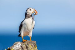 HELP THE UK’S PUFFINS: JOIN THE PUFFARAZZI!