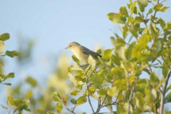 5 birds to spot this spring